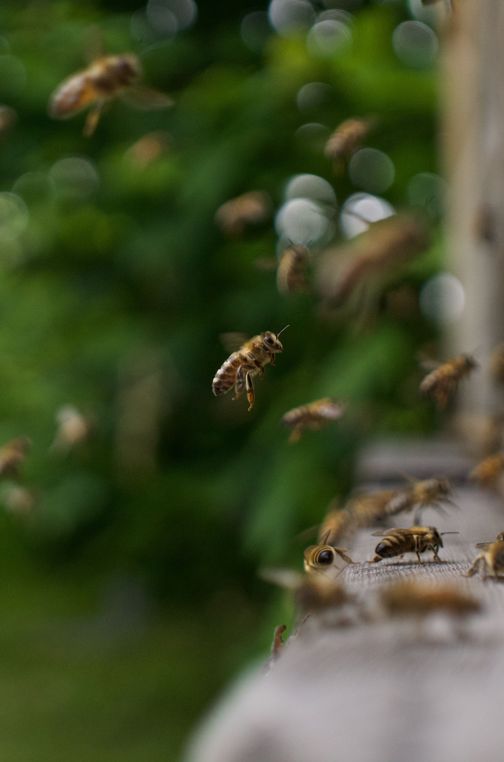 Flensburger Stadtbienen im Anflug am Flugbrett